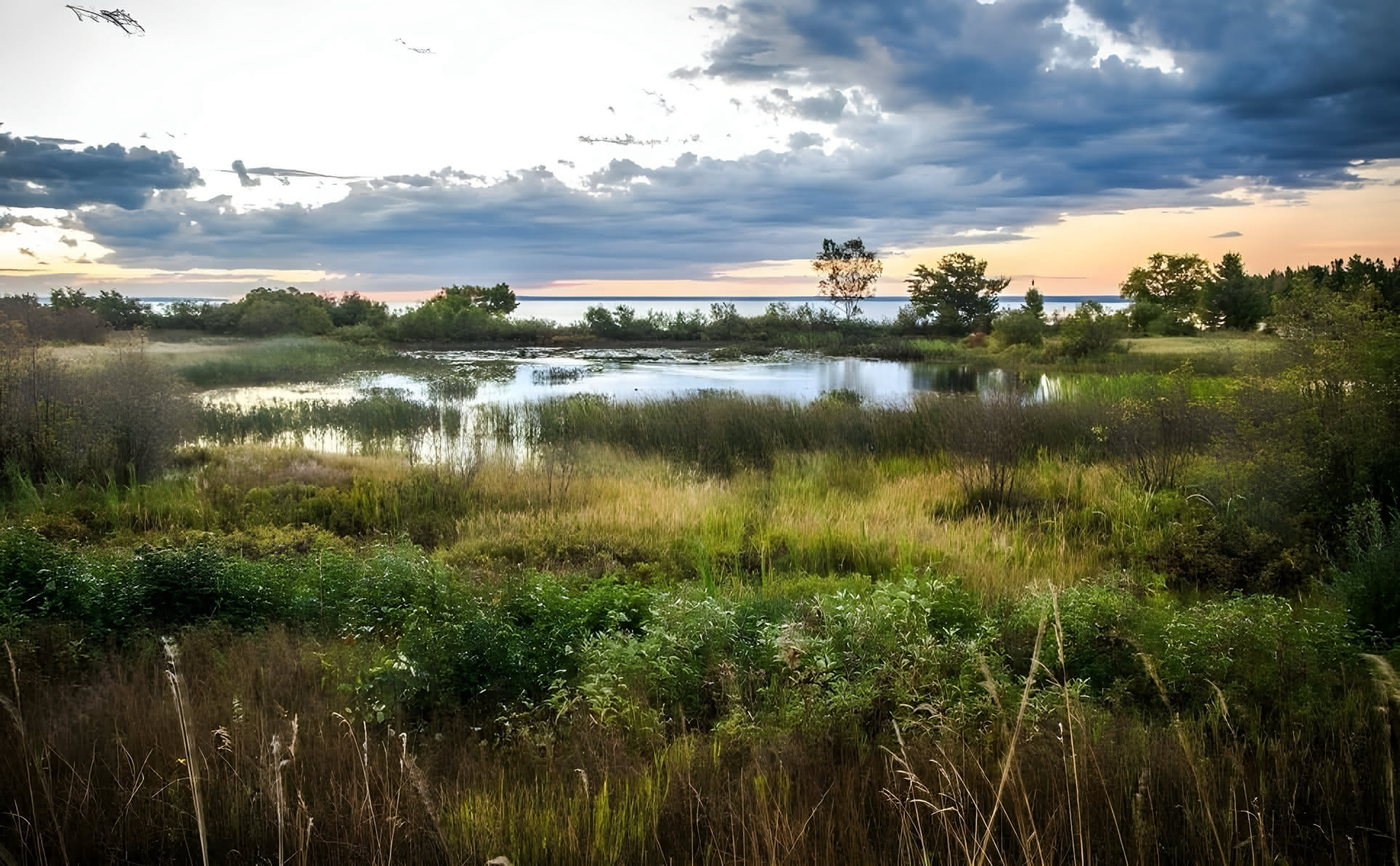 Wetland Mitigation Services